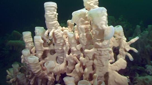 Un récif d'éponges siliceuses.