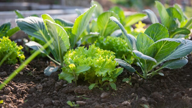 Le jardinage de boulevard officiellement possible à Edmonton