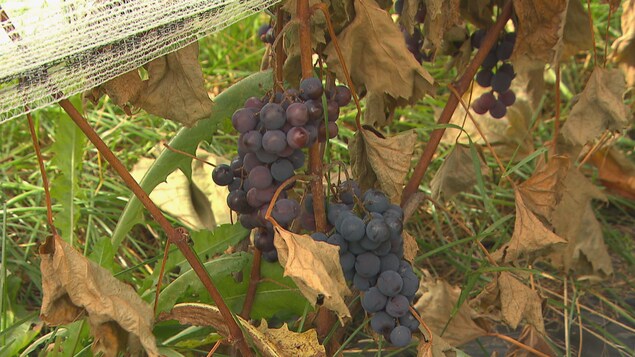 Une récolte accélérée au Domaine Le Cageot