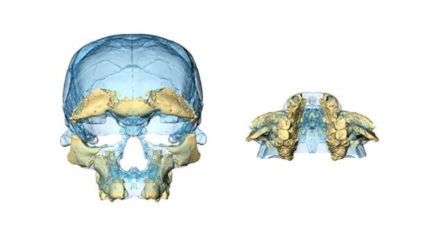 Reconstruction faciale réalisée à partir des fragments d'un crâne d’Homo sapiens trouvé à Jebel Irhoud, au Maroc. Reconstruction faciale réalisée à partir des fragments d'un crâne d’Homo sapiens trouvé à Jebel Irhoud, au Maroc.