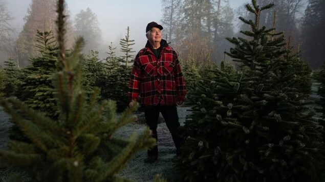 Christmas tree seller Larry Whitehead, who owns Red Truck Trees in Surrey, B.C., lost dozens of seedlings to drought and heat this year. He says other farms lost thousands of trees, which has contributed to a general shortage of Christmas trees in Canada. (Maggie MacPherson/CBC)