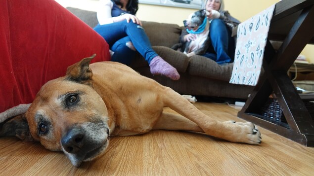 Un chien couché sur le plancher d'une maison.