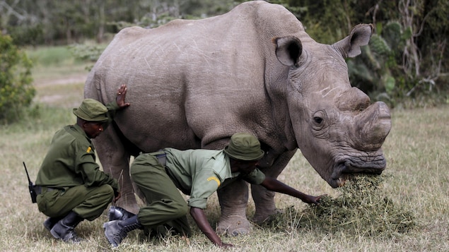Un rhinocéros blanc mange des herbacés, sous l'oeil de deux gardiens habillés en vert.