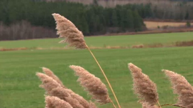 Un champ agricole.