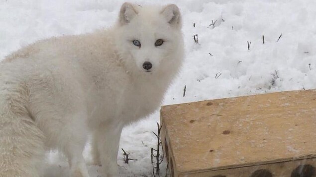 Un Nunavummiut est attaqué par un renard possiblement infecté par la rage