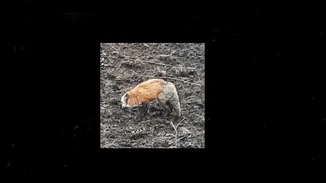 Le renard semble marcher avec difficulté sur un champ d'herbe brûlée. 
