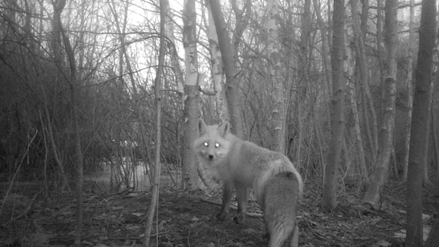 Une étude pour déterminer l’impact de la pandémie sur la faune à l’Î-P.-É.