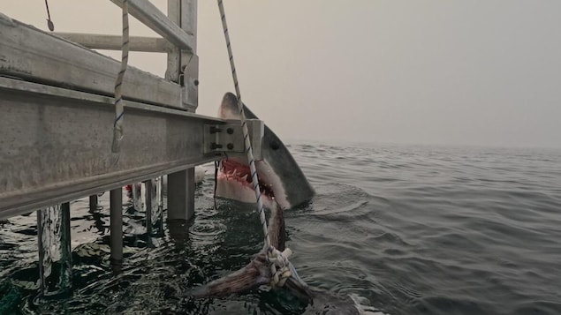 Un tiburón blanco emerge del agua cerca de un muelle en Halifax.