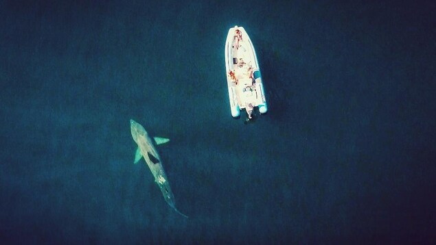 Le Requin Pelerin Met Du Temps A Revenir Dans Les Eaux Du Pacifique Radio Canada Ca