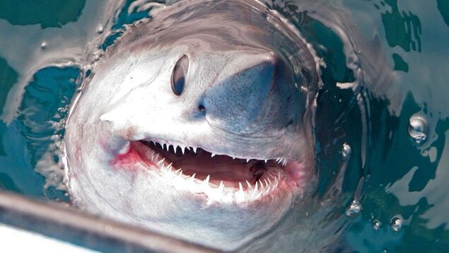 Un requin-taupe commun qui fait surface à côté d'un bateau Un requin-taupe commun qui fait surface à côté d'un bateau