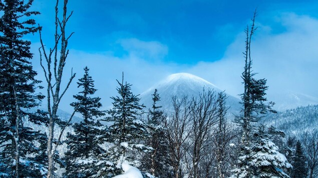 Un paysage de la réserve Matane. Tout au fond: le mont Coleman. Un paysage de la réserve Matane. Tout au fond: le mont Coleman.