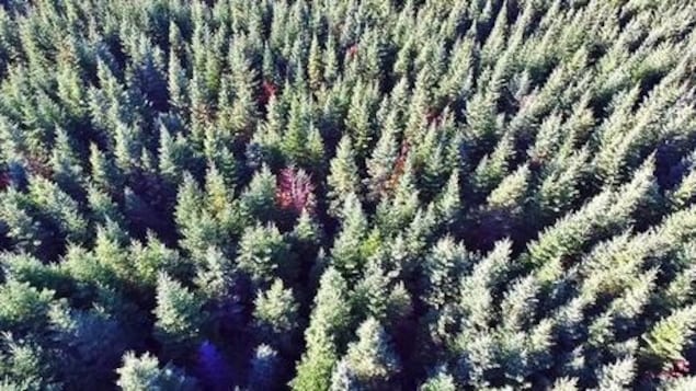 Vue aérienne d'une forêt de conifères.