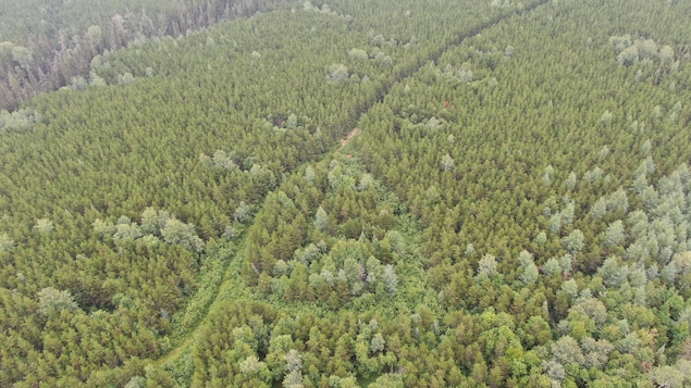 A forest area crosses a wooded area.