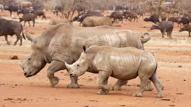 Les vétérinaires du parc national Kruger, en Afrique du Sud, ôtent les cornes des rhinocéros pour éviter qu'ils ne se fassent tuer par les braconniers. Les vétérinaires du parc national Kruger, en Afrique du Sud, ôtent les cornes des rhinocéros pour éviter qu'ils ne se fassent tuer par les braconniers.