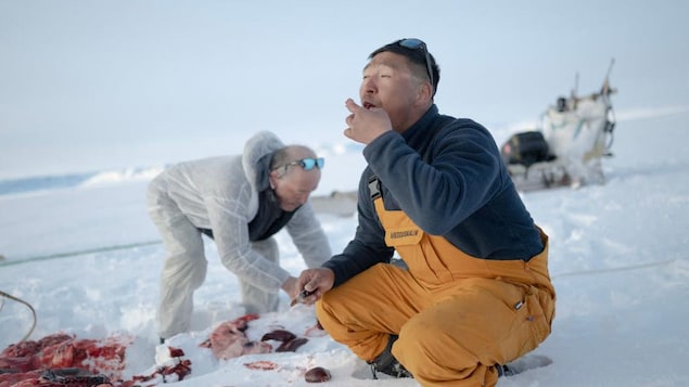 Two men squat on the sea ice and eat seal meat. 