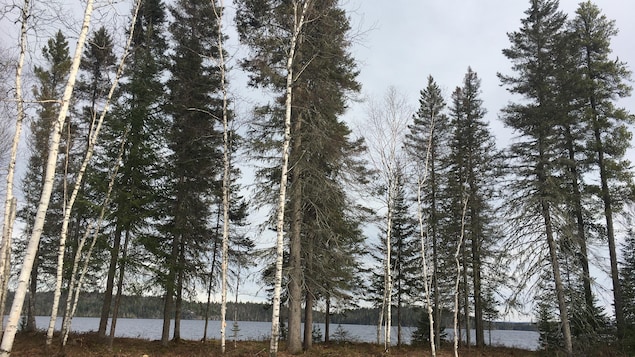 Des arbres sur le bord de la rivière Péribonka.