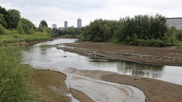 Des oiseaux profitent des bancs de sable présents dans le lit la rivière à cause du bas niveau de l'eau.