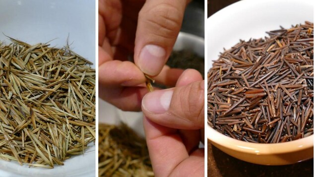 Des grains de riz sauvage dans un bol. Des grains de riz sauvage dans un bol.