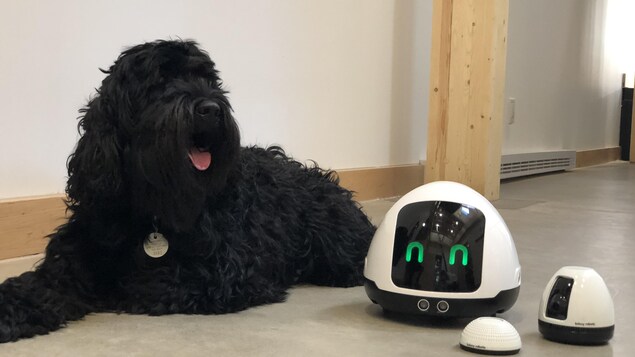 Un chien noir est accompagné du robot noir et blanc.