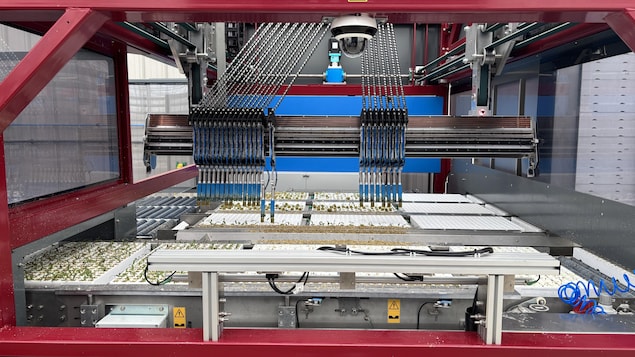 Une machine sélectionne les plants de tomates qui passeront ensuite dans le robot greffeur.