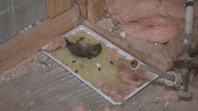 La carcasse d'un petit rongeur dans un immeuble à logements de Vanier, à Québec La carcasse d'un petit rongeur dans un immeuble à logements de Vanier, à Québec