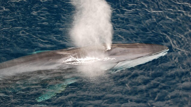 Un rorqual commun