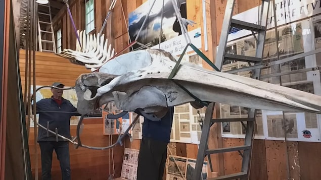 Un crâne de petit rorqual au Whale Interpretive Centre, en 2023.
