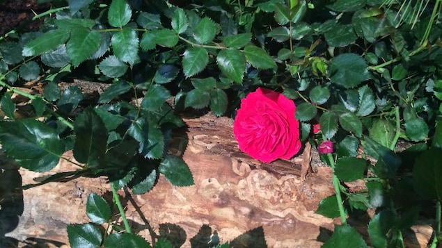 La rose «Canadian Shield» , développée par le Centre de recherche et d'innovation Vineland, peut survivre à -40 degrés Celsius.