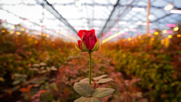 Les roses canadiennes, l’histoire d’une floraison inattendue