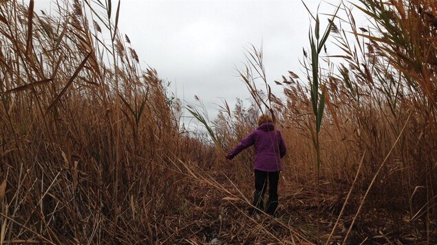 Une femme marche dans au milieu de milliers de roseaux près du lac Huron.