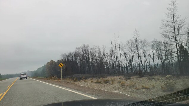 Une forêt calcinée le long de la route.
