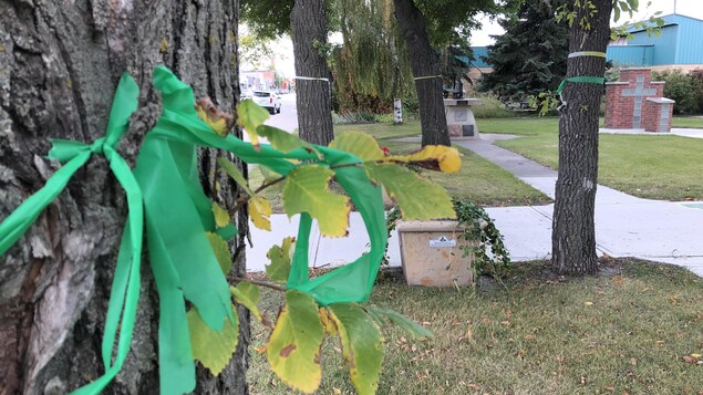 Des rubans aux couleurs des Broncos accrochés aux arbres. Des rubans aux couleurs des Broncos accrochés aux arbres.