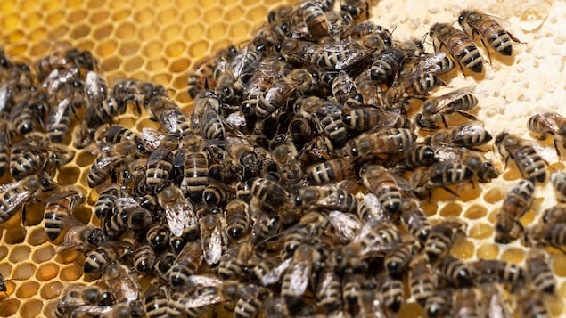 Plusieurs abeilles dans une ruche.
