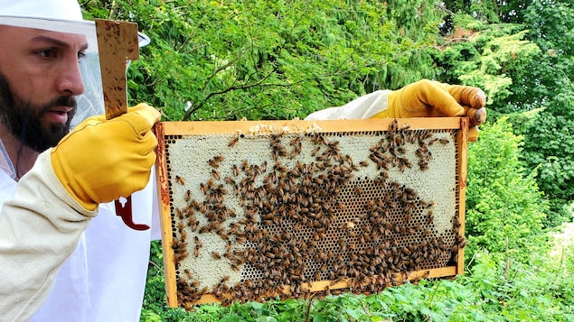 Pour l’amour des abeilles, ne les tuez pas, demande un apiculteur