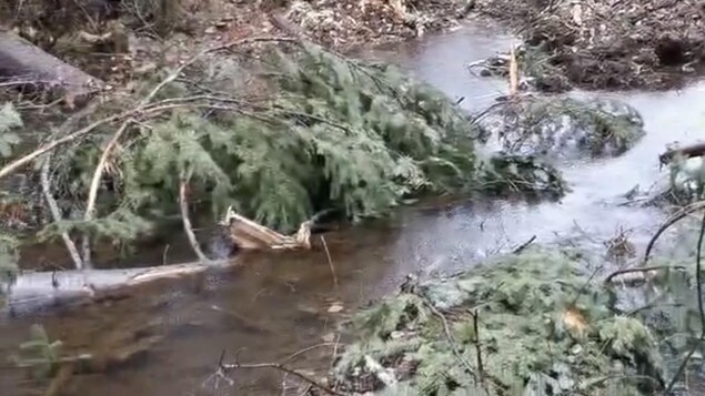 Les travaux de décontamination de l’ancien champ de tir ont endommagé le ruisseau