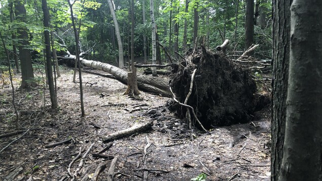 Derecho de mai 2021 : des propriétaires face à des dilemmes quant à leurs arbres
