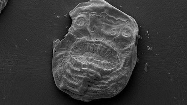 Saccorhytus Saccorhytus