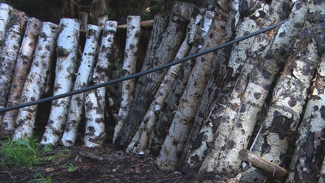Des arbres sur lesquels poussent des champignons.