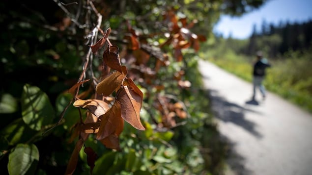 Des feuilles brunes en gros plan, avec de la verdure et un passant qui marche en arrière-plan.