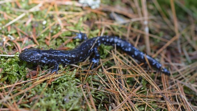 Salamandre à points bleus dans un boisé.