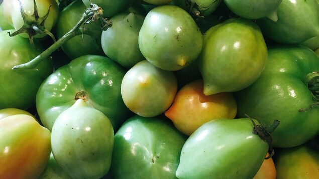 Une pile de tomates vertes.