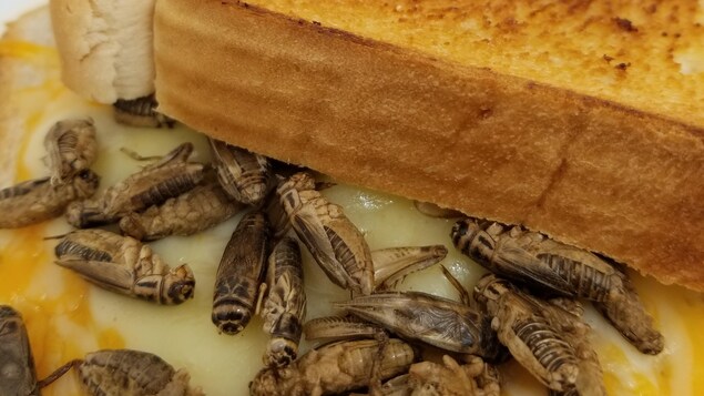 Sandwich au fromage fondu avec de petits criquets collés dans le fromage. Sandwich au fromage fondu avec de petits criquets collés dans le fromage.
