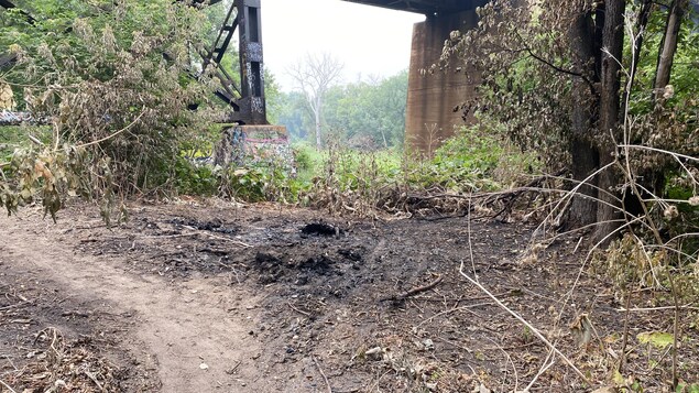 Un sentier dans la forêt près d'un pont.
