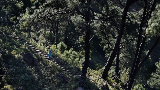 Un homme monte un escalier de pierre en forêt.