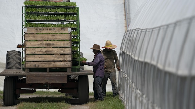 Des travailleurs transportant des herbes vertes dans des boîtes.