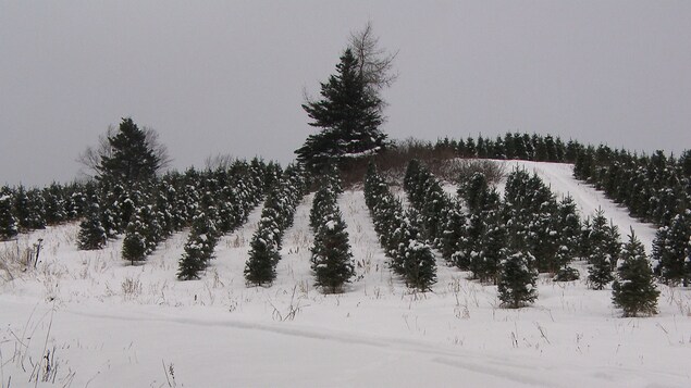 Les sapins peuvent être récoltés après 10 ans. Les sapins peuvent être récoltés après 10 ans.