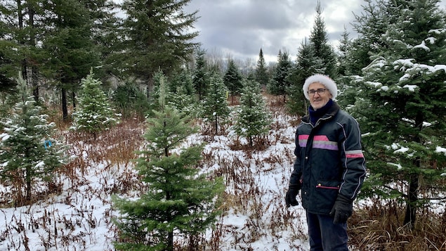 Sa passion des sapins se transporte dans les maisons de l’Abitibi-Témiscamingue