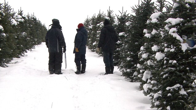 Première étape: trouver le sapin idéal. Première étape: trouver le sapin idéal.