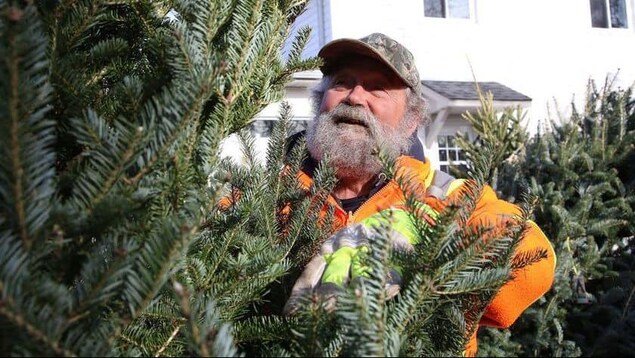 Un employé barbu observe un sapin de Noël dans une cours de vente de sapins.