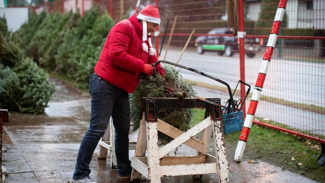 Une personne scie le tronc d'un sapin.